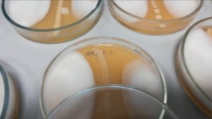 Как сенная палочка борется с кладоспориозом. Приглашение на семинар 13-03-2019.