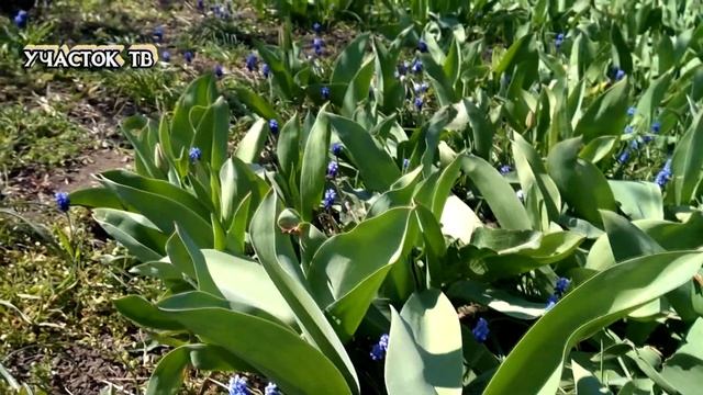 МУСКАРИ - Самые Красивые Весенние Цветы - ВЫРАЩИВАНИЕ И УХОД смотреть онлайн
