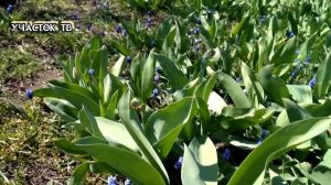 МУСКАРИ - Самые Красивые Весенние Цветы - ВЫРАЩИВАНИЕ И УХОД