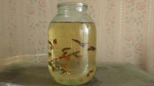 Рыбы гуппи плавают в банке