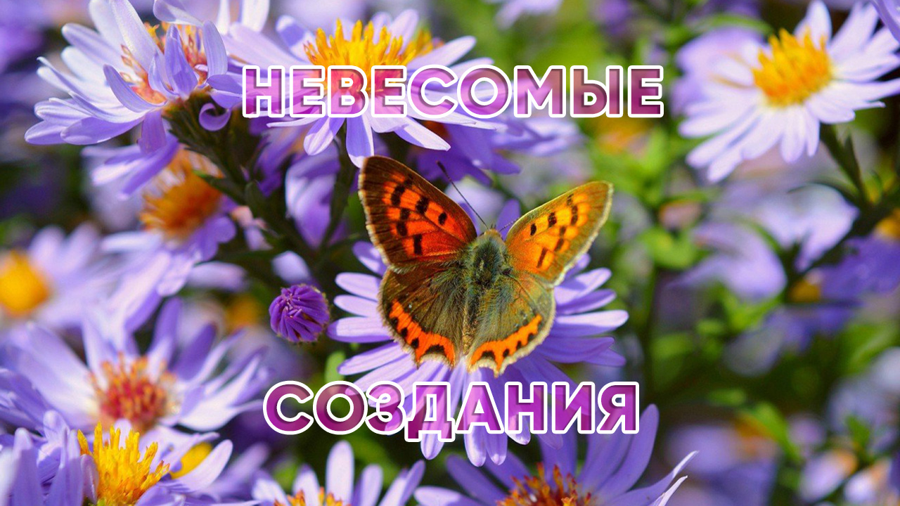 Невесомые создания