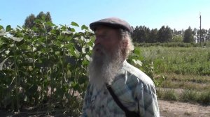 Подсолнечник. Размышления на пользу. 19. 08.2016
