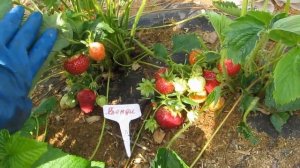 Ранние сорта клубники в Беларуси. Сорт Венди