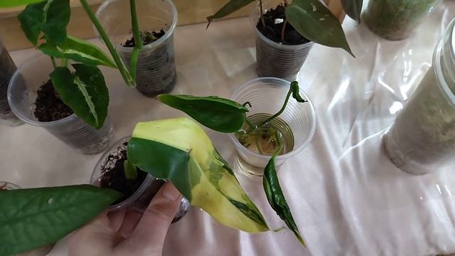 Очень редкие комнатные растения на выставке цветов.Красота.