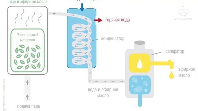 Получение и применение эфирных масел. Эфирное масло розы смотреть онлайн