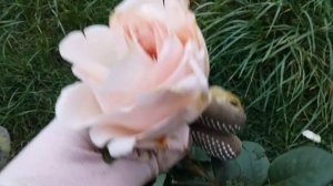 Саженец розы Анна видео от 9 ноября 2020 г