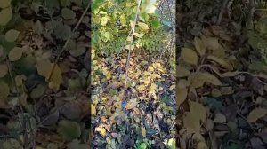 Черешня и дюк.Прививка на обычную вишню.