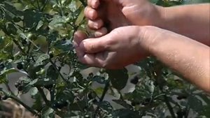 Собираем паслен. Удачные заметки