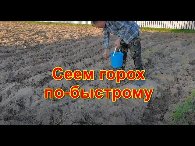 Сеем горох без сеялки...