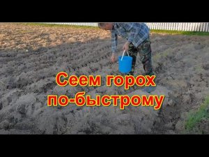 Сеем горох без сеялки...