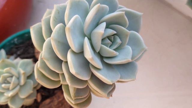 ❓ Tirando dúvidas de Inscritos + Semelhanças de Titubans, Fantome e Albicans • Lelis com Amor смотреть онлайн