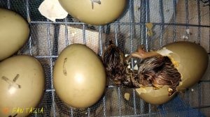 Вы видели как рождается цыпленок?.Вылупление цыпленка из яйца. Первая минута жизни цыпленка.