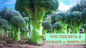 ЧТО ПОСЕЯТЬ В ЯНВАРЕ и ФЕВРАЛЕ