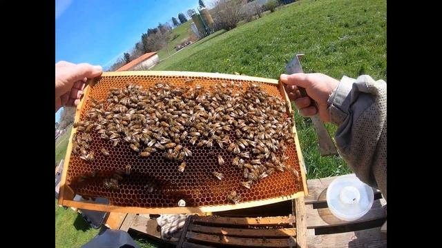 Не застудить расплод весной  Как лучше поступить Сокращение семьи теперь расширение