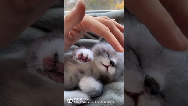 Спящий котенок. Игрушка из шерсти. смотреть онлайн