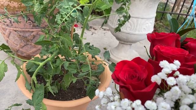 Поздравляю С Днём Памяти Святой Матроны Московской! Розы Для Подписчиков и Гостей! Зреют Помидоры. смотреть онлайн