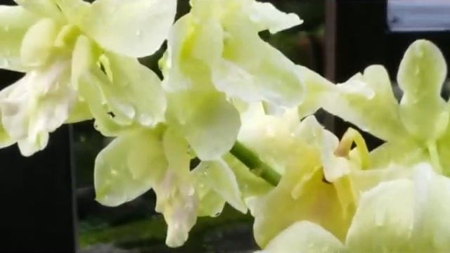 Yellow Dendrobium - Dendrobium Hybrid D. Emma-white - 2 bloom spikes смотреть онлайн