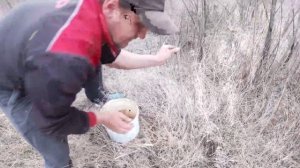 Медоносные растения. Медоносы для пчел. Фундук, белая акация, клён, павловния