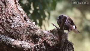 Можжевельник: Северный кипарис | Интересные факты про можжевельник