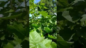 Смородина Эбони, 3 год.