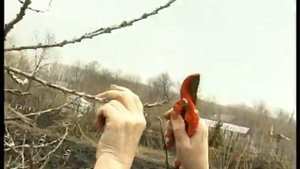 Обрезка облепихи