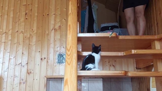 Munchkin Cat training to reach the top stairs/Tala/Vee G