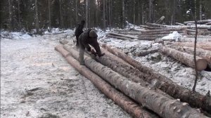 Заготовка древесины в Сибирской тайге.