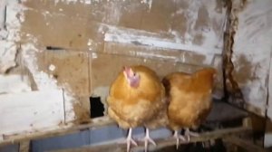 Сколько стоит курица? Спорный вопрос.