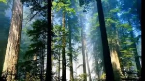 O LOA KI LEE - SACRED SPIRIT.mp4