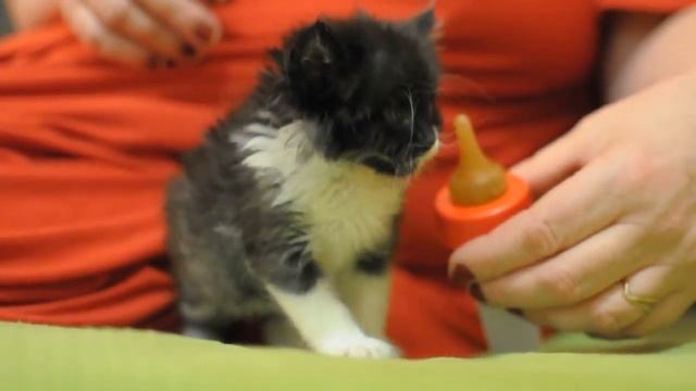 Котёнок вырос на искусственном вскармливании. смотреть онлайн