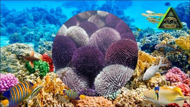 Стихотворение. Водный мир (морская фауна)