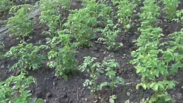 На картошке образуются сталоне когда картошка набрала цвет Столоне Корни картошки Картофель Клубни