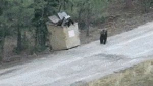 Спасение медвежат 