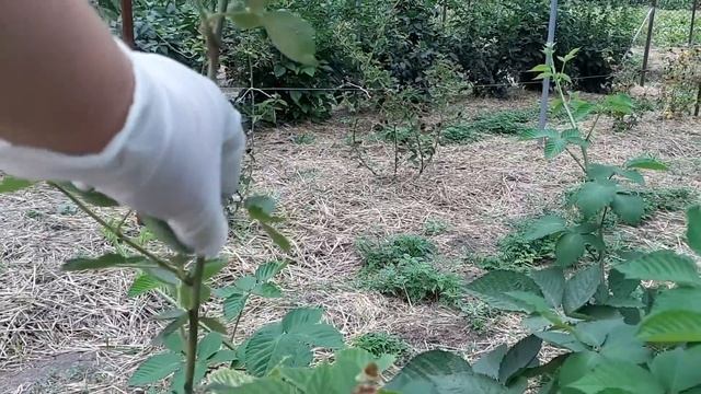 Ежевика Натчез - самое большое разочарование. Никому этот сорт не советую