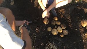 Картофель сорт Латона из миниклубней