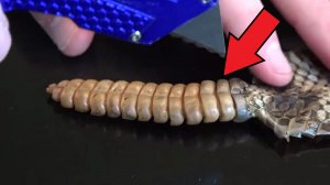 Вот что на самом деле находится внутри погремушки гремучей змеи!