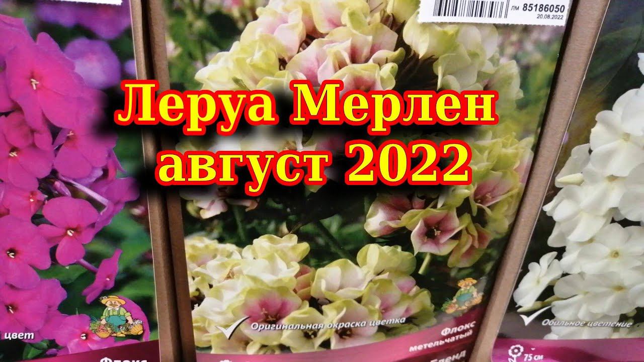 Леруа Мерлен Розы, луковичные и травянистые многолетники/август 2022