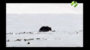 С полем! "За медведем на Полярный Урал" Часть 1