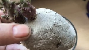 СЕМЕННОЙ КАРТОФЕЛЬ. ВИДЫ И ПОДГОТОВКА