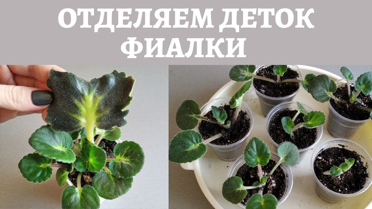 Отделяем деток фиалки правильно! Справится даже новичок. смотреть онлайн