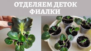 Отделяем деток фиалки правильно! Справится даже новичок.