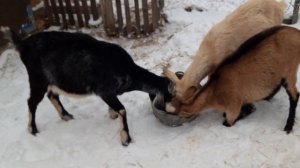 Как меняются козы после  3 месяцев котности.