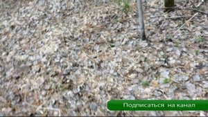 Солонцы для зайца весной