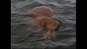 Лежбище моржей в бухте Проведения у акватории пролива Сенявина