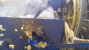 Тыквоуборочный комбайн самодельный. Уборка тыквы сорт болгарка.