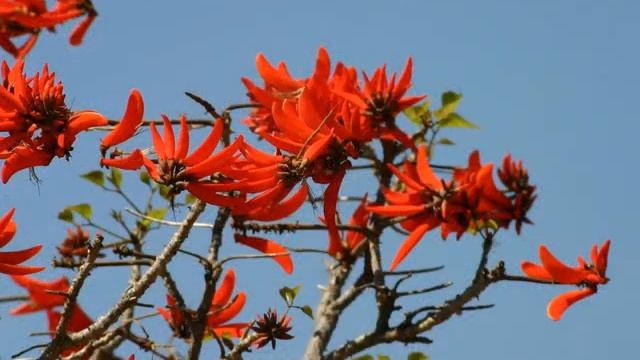 Amazing and Most Beautiful Erythrina Tree Flowers | Coral Tree Flowers смотреть онлайн