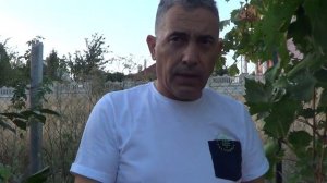 Виноград Дынька  (Пысанка O.M)