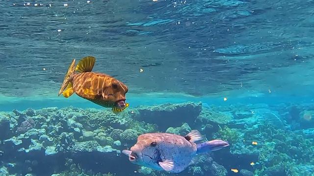 Sensatori sharm el sheikh snorkeling off the jetty смотреть онлайн