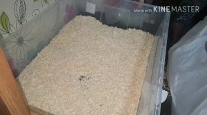 ВОНЯЮТ ЛИ МОРСКИЕ СВИНКИ+ КАК ПРАВИЛЬНО ПРИБЕРАТЬ КЛЕТКУ