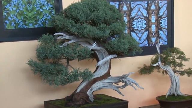 Gardenia 2014: Bonsai Slovakia смотреть онлайн